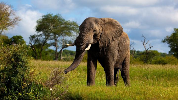 Elephant Desktop Backgrounds (74+ images)