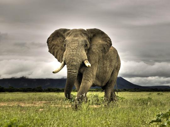 [74+] Elephant Wallpaper 