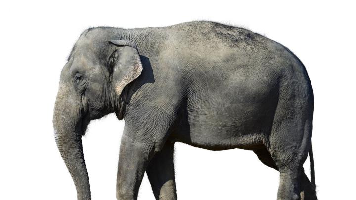 Kerala Elephant Hd Wallpapers 1920x1080 - wallpaper