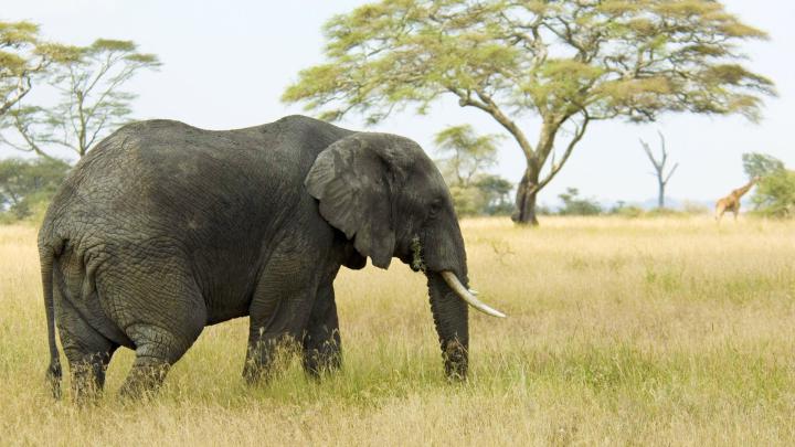 1920x1080 Elephant Wallpapers - Wallpaper 3Dx