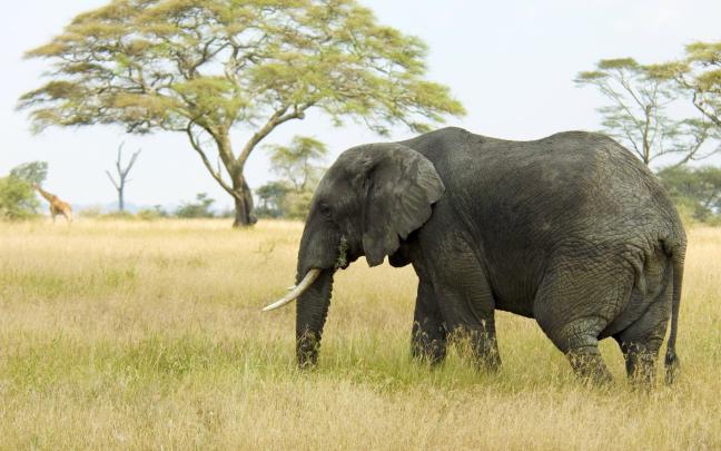Elephant Desktop Backgrounds (74+ images)