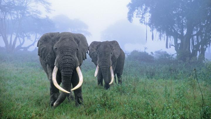 1920x1080 Elephant Wallpapers - Wallpaper 3Dx