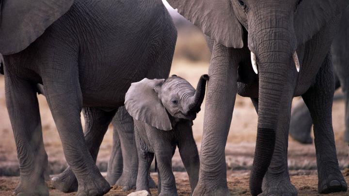 Baby Elephant Wallpaper -