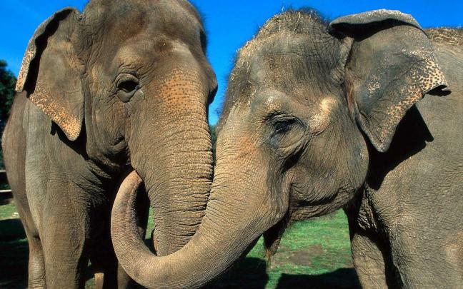 [74+] Elephant Wallpaper 