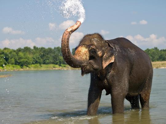 Powerful Hd Kerala Elephant Hd Wallpapers 1920x1080