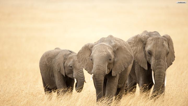 Elephants Wallpaper -