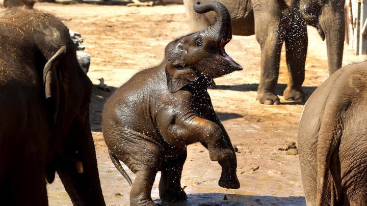 Baby Elephant Desktop Wallpaper -