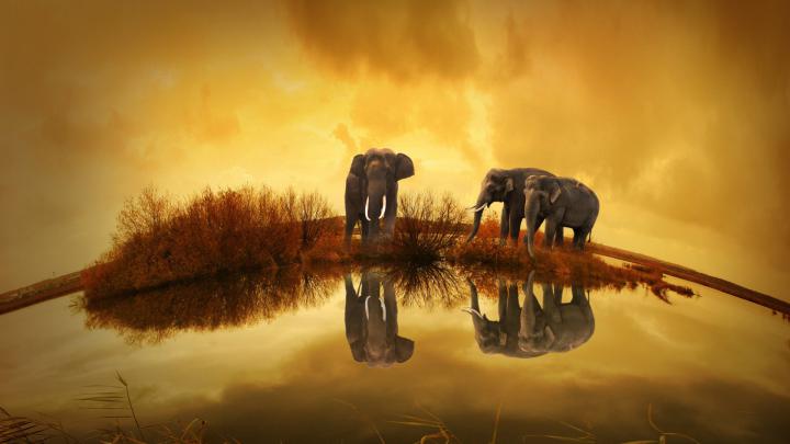 Thailand Elephants Wallpapers | HD Wallpapers | ID #16694