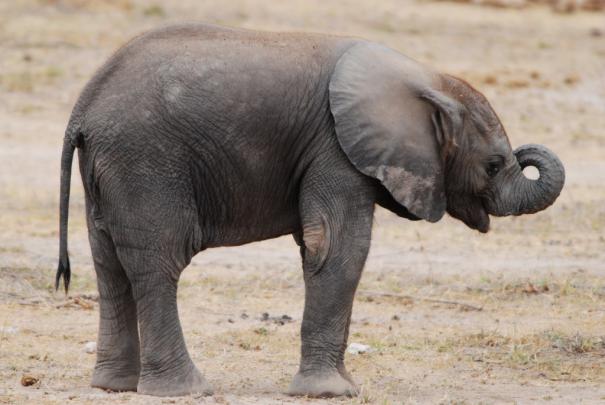 Baby Elephant Desktop Wallpaper -
