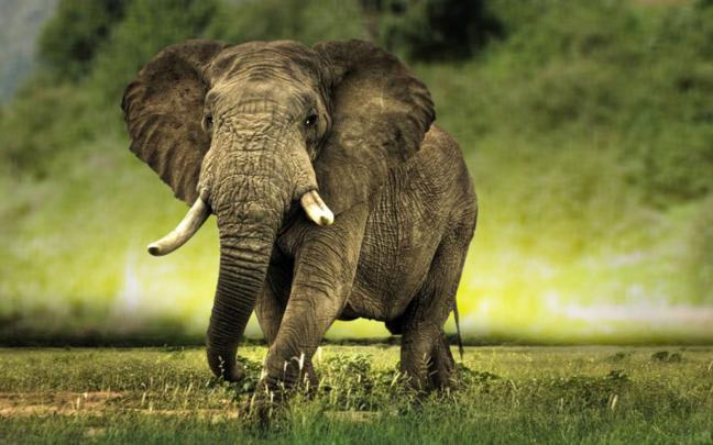 27 Desktop Hintergrundbilder Elefanten | Globetrotspot