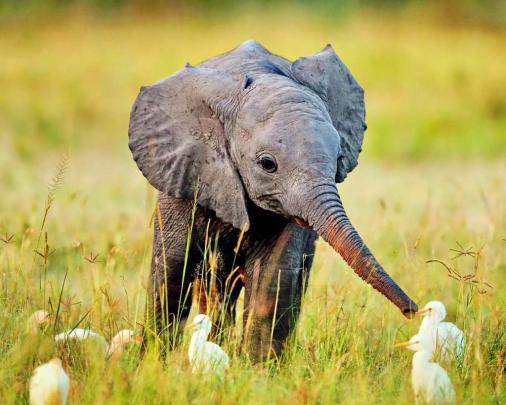 Baby Elephant Wallpaper -