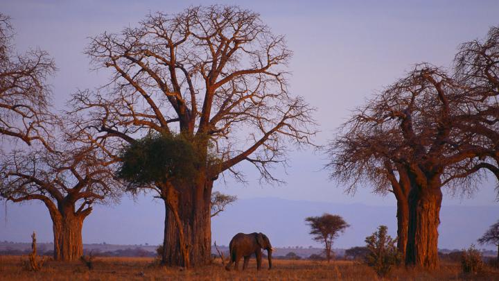 Elephant Full HD Wallpaper and Background Image | 1920x1080 | 437466