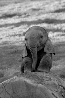Cute Elephant Wallpaper -