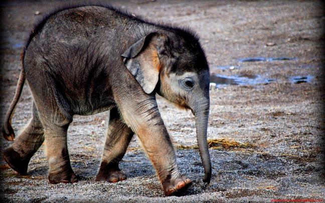 Baby Elephant Desktop Wallpaper -