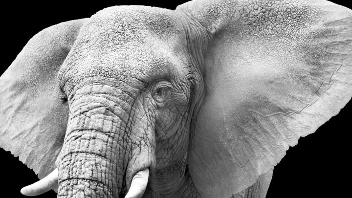 Elephant Wallpaper Hd 1080p Free Download - wallpaper