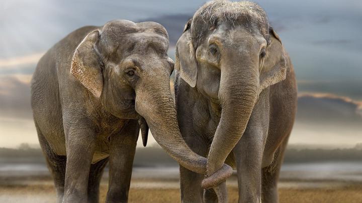 [73+] Elephants Wallpaper 
