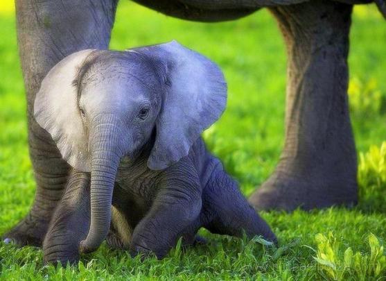Cute Elephant Wallpaper -