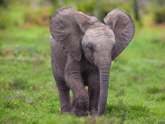 Baby Elephant Wallpaper -