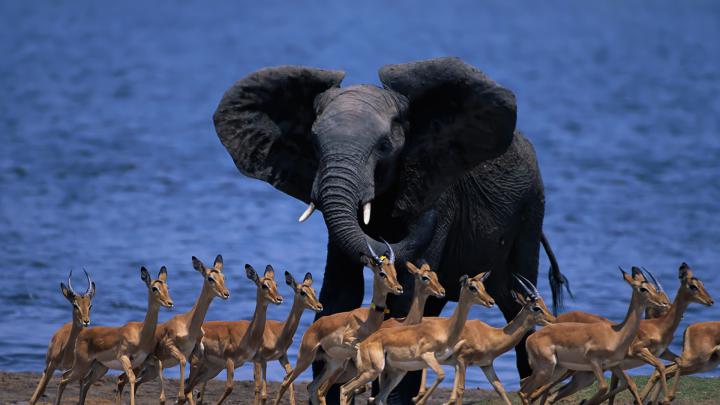 1920x1080 Elephant Wallpapers - Wallpaper 3Dx