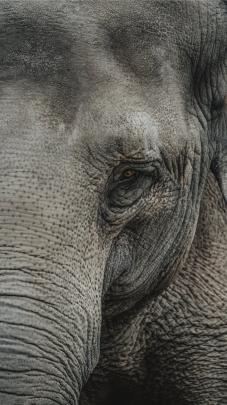 Elephant Wallpapers on WallpaperDog