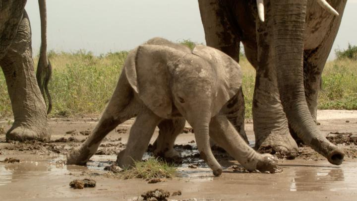 Kerala Elephant Hd Wallpapers 1920x1080 - wallpaper