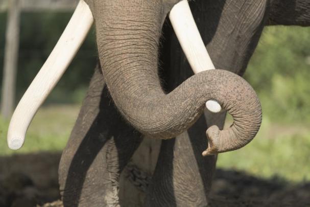 Full Hd Kerala Elephant Hd Wallpapers 1920X1080 : Nature 4k wallpapers 