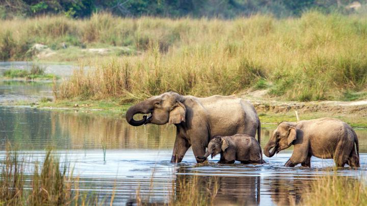 Kerala Elephant Hd Wallpapers 1920x1080