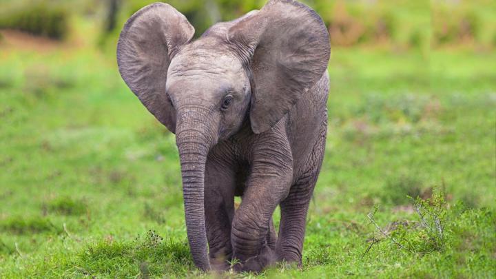 Baby Elephant Desktop Wallpaper -