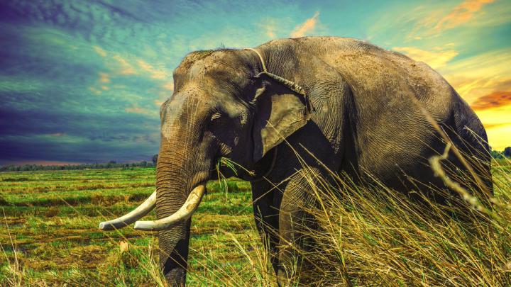 Elephant Hd Wallpapers Free Download - Free HD Wallpapers