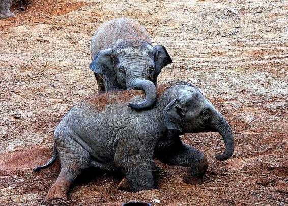 Baby Elephant Desktop Wallpaper -