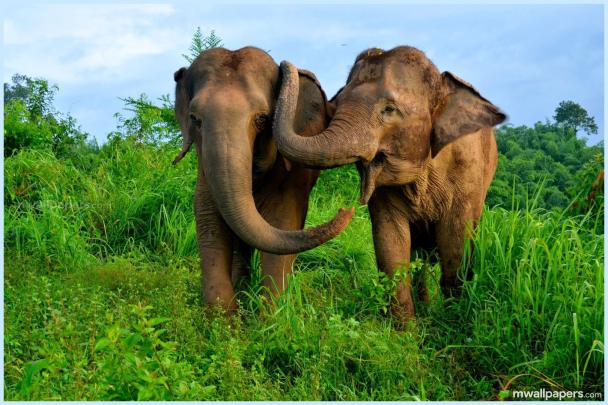1080p Indian Elephant Hd Wallpaper - wallpaper
