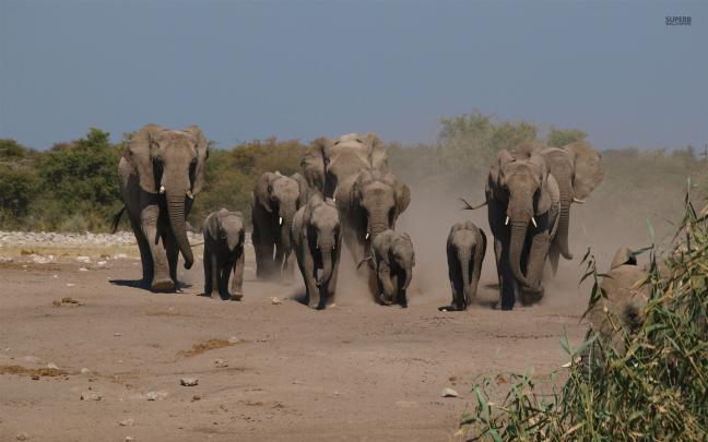 Free Baby Elephant Wallpaper -