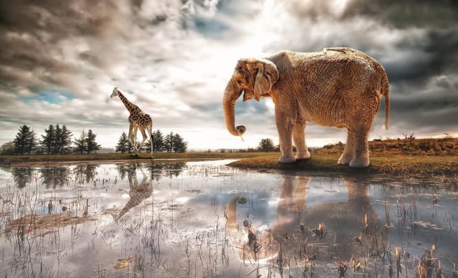 Elephant Desktop Backgrounds (74+ images)