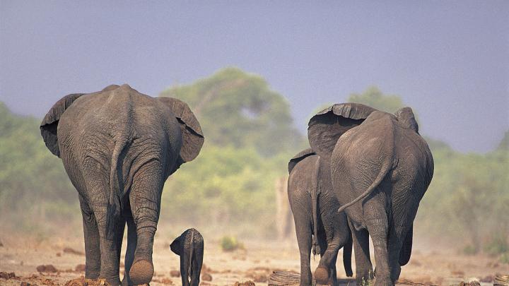 HD Exclusive Elephant Wallpaper Hd 1080p - work quotes