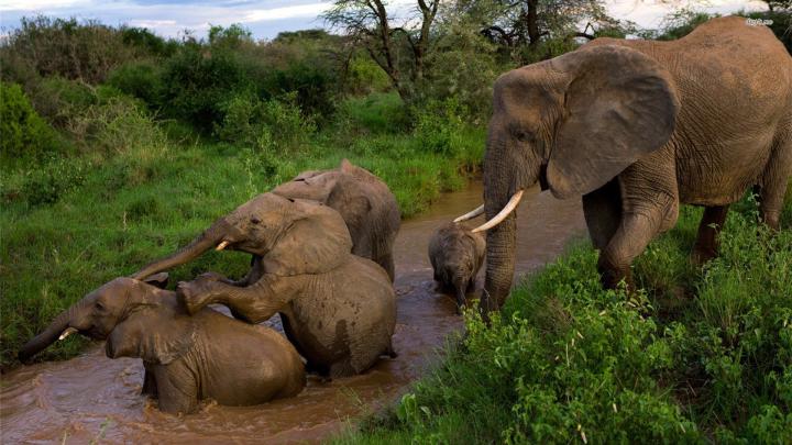 1920x1080 Elephant Wallpapers - Wallpaper 3Dx