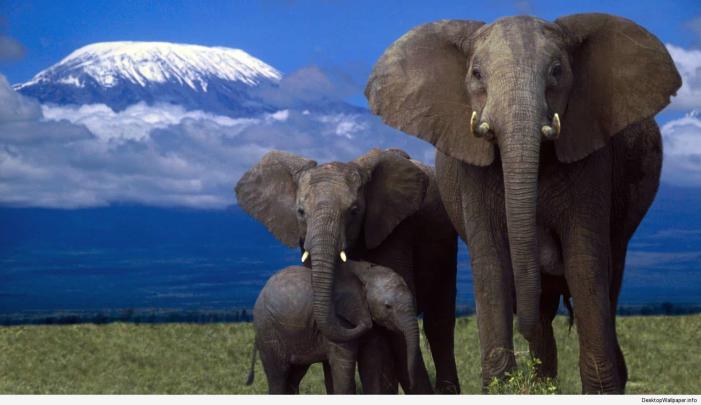 Elephant Desktop Backgrounds (74+ images)