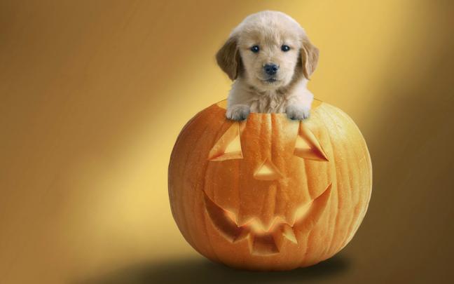 Halloween HD Wallpaper 1080P Images Backgrounds Collection | Wallpapers 