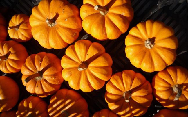 Halloween Pumpkins Wallpapers