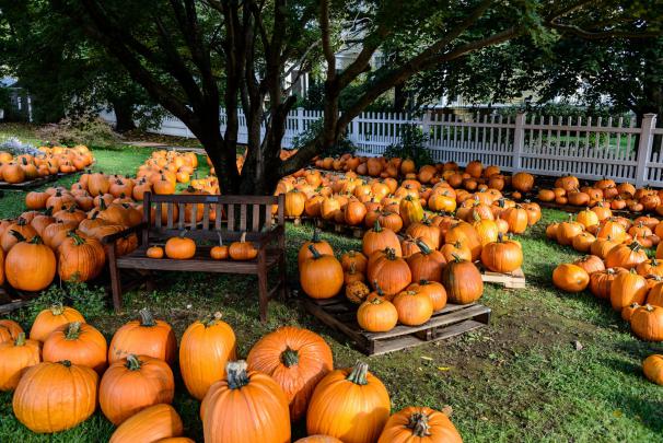 pumpkin, Patch, Halloween, Autumn Wallpapers HD \/ Desktop and Mobile 