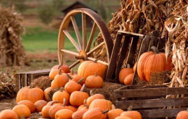 Halloween Pumpkin Backgrounds