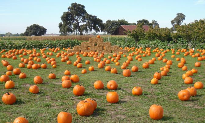 pumpkin, Patch, Halloween, Autumn Wallpapers HD \/ Desktop and Mobile 