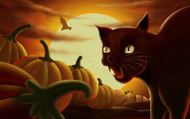 Black Cat \u0026 Halloween Pumpkins Wallpapers - HD Wallpapers 16602