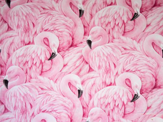 Animals Images Pink Flamingo Collection Art Wallpapers Hd 