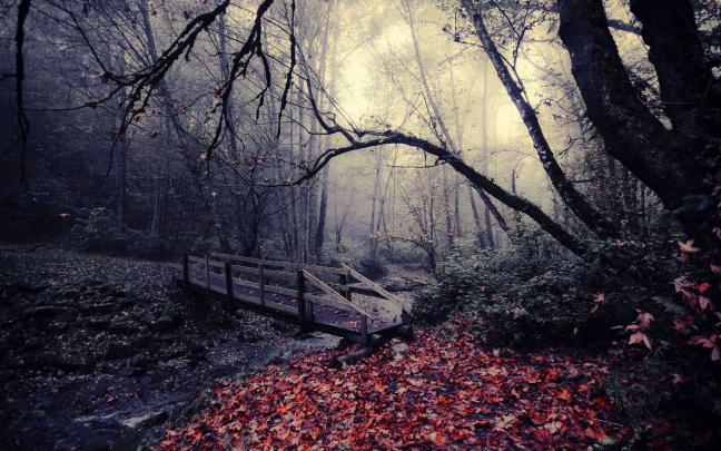 Dark Woods HD Backgrounds 