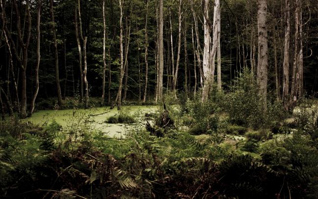 Free HD Dark Woods Wallpapers Download 