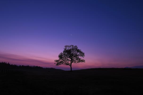 dark, Sky, Blue, Purple, Nature, Landscape, Trees Wallpapers HD 