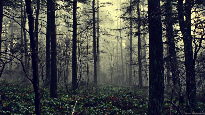 Dark Woods HD Backgrounds 