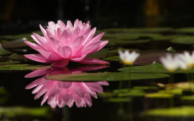 Lotus HD Wallpapers