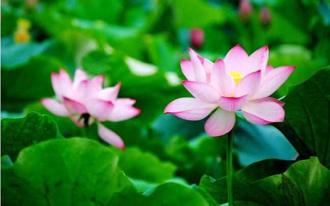 Lotus HD Wallpaper (73+ images)