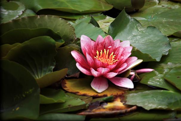 Lotus Flower HD wallpapers | HD Wallpapers (High Definition) | Free 